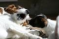 130501_inka leikkii2